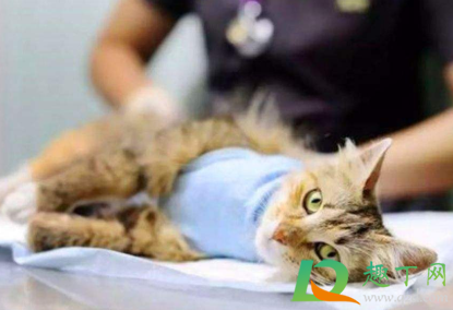 猫咪绝育一周不吃东西怎么办(猫咪绝育当天不吃东西)