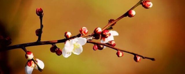 你觉得哪首最美(你最美你最美是哪首歌)