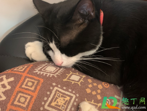 新来的小猫尿在床上怎么办(小猫尿床上怎么回事)