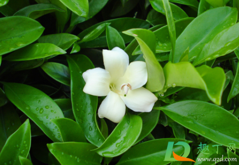 非洲茉莉零下能活吗(非洲茉莉可以过冬吗)