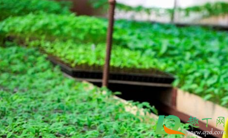 甘蔗幼苗叶片黄是怎么回事(甘蔗苗期发黄是什么原因)