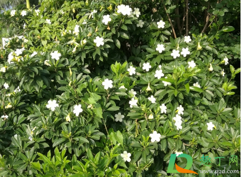 非洲茉莉常浇水好吗(非洲茉莉用什么水浇)