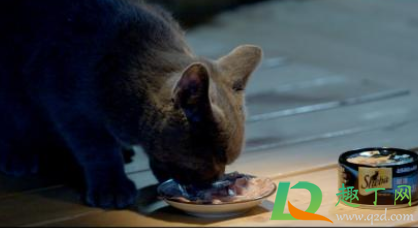 猫除了猫罐头什么都不吃怎么办(猫不吃东西罐头也不吃)