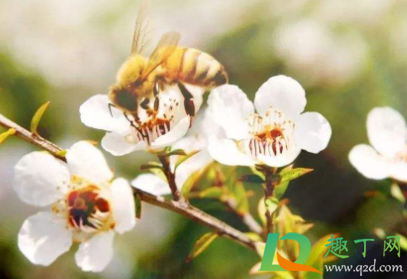 蜂蜜里面有渣渣好不好(有渣的蜂蜜好还是没有好) 蜂蜜里面有渣渣好不好(有渣的蜂蜜好还是没有好)