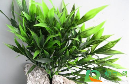富贵竹叶子发黄怎么救土养(富贵竹叶子发黄该怎么办)