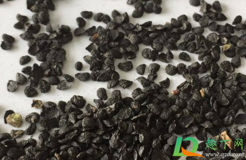 韭菜种子必须泡了才能用吗(韭菜种子种植前需要浸泡吗?)