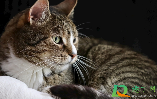 被子上有猫尿柠檬可以去味吗(被子上的猫尿怎么去味) 被子上有猫尿柠檬可以去味吗(被子上的猫尿怎么去味)