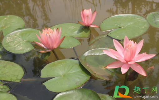睡莲叶片不能长出水面吗(睡莲长出叶子要泡水里吗)