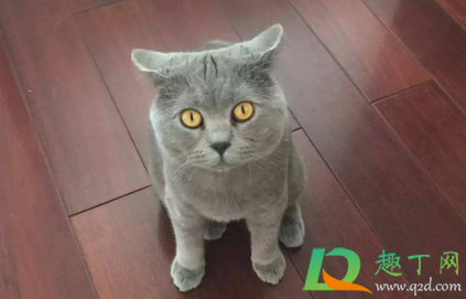 猫咪飞机耳是什么样子(猫咪飞机耳的样子)