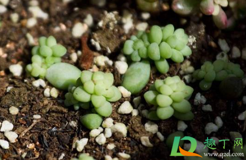 多肉发的小苗怎么浇水好(刚栽的小多肉怎么浇水) 多肉发的小苗怎么浇水好(刚栽的小多肉怎么浇水)