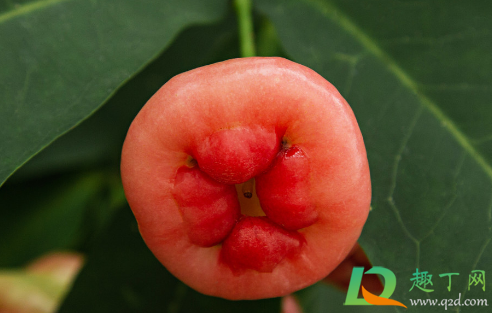 莲雾膨果期施什么肥料(莲雾挂果之后施肥数量和次数)