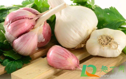紫皮蒜和白皮蒜哪个好(紫皮蒜好还是白皮蒜好)