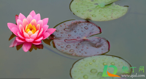 睡莲缸水发黑变臭是怎么回事(鱼缸睡莲叶子发黑腐烂)