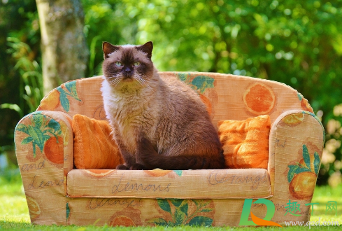 猫为什么突然尿被子(猫突然尿被子上)