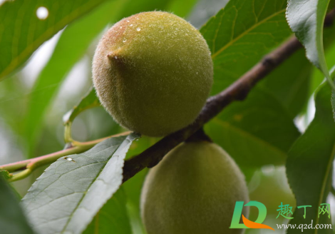 桃子青的时候能吃不(吃青桃子有害吗)