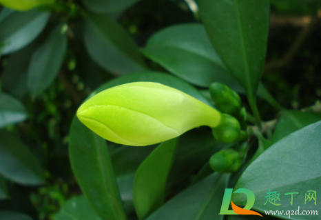 非洲茉莉养在家里对身体好不(非洲茉莉适合家养吗)