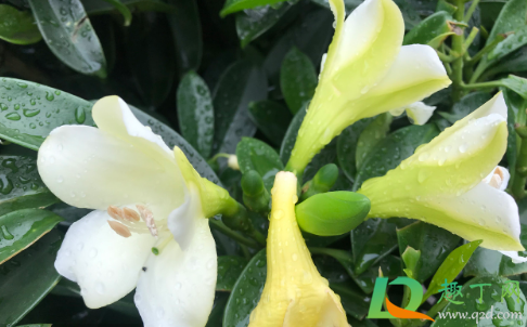 非洲茉莉养在家里对身体好不(非洲茉莉适合家养吗)