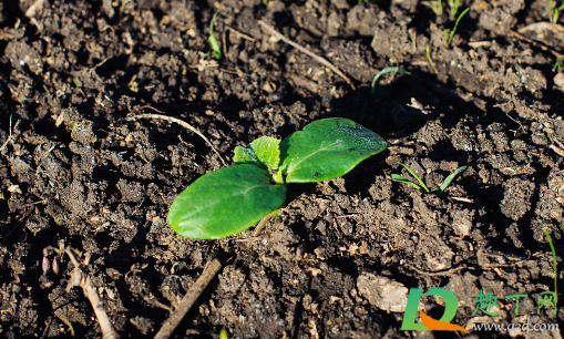 复合肥浇菜几天浇一次(复合肥兑水浇菜间隔几天) 复合肥浇菜几天浇一次(复合肥兑水浇菜间隔几天)