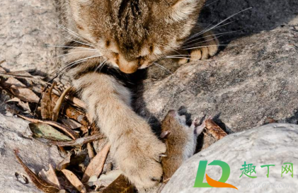 大米进了老鼠可以吃吗(老鼠跑大米里面大米能吃吗) 大米进了老鼠可以吃吗(老鼠跑大米里面大米能吃吗)