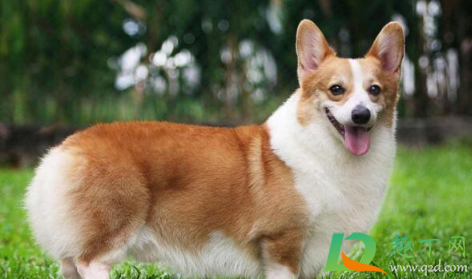 女生一个人独居养什么宠物好(独身女人养什么宠物好)