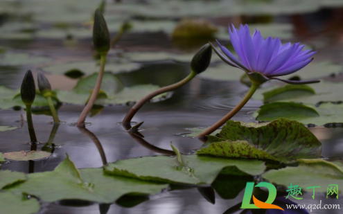 睡莲根能全部没在水中吗(睡莲可以一直在水中吗?)