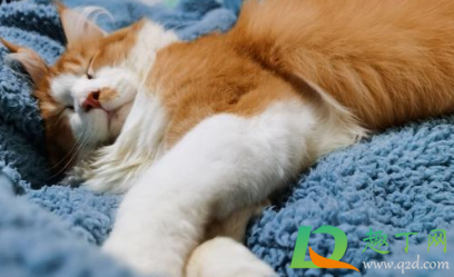 猫咪吃坏东西呕吐怎么办(猫猫吃坏了呕吐怎么办)