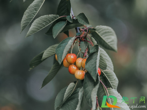 樱桃树10月份可以嫁接不(桃树嫁接樱桃树什么时间可以嫁接)