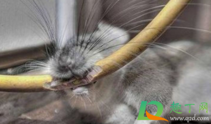 衣服被老鼠咬了还能穿不(被老鼠咬过的衣服能穿吗?)