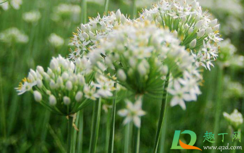 韭菜种子必须泡了才能用吗(韭菜种子种植前需要浸泡吗?) 韭菜种子必须泡了才能用吗(韭菜种子种植前需要浸泡吗?)