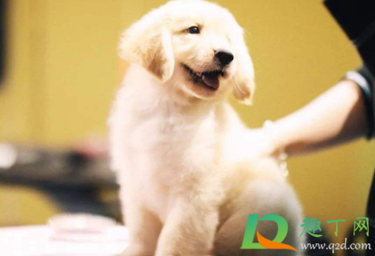 狗子剪指甲剪流血了怎么办(给狗狗剪指甲不小心剪流血了怎么办) 狗子剪指甲剪流血了怎么办(给狗狗剪指甲不小心剪流血了怎么办)