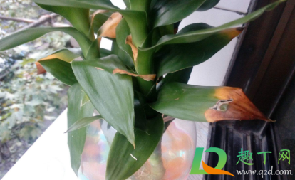 富贵竹叶子发黄怎么救土养(富贵竹叶子发黄该怎么办)