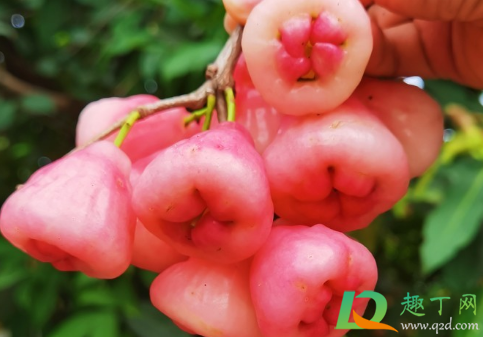 莲雾膨果期施什么肥料(莲雾挂果之后施肥数量和次数)