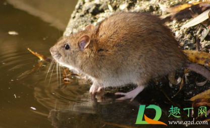 老鼠吃过的东西加热后吃了有没有事(无意中吃了老鼠吃过的东西加热)