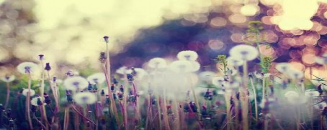 温柔句子有什么(温柔且温暖的句子)