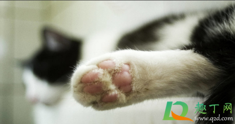 猫咪尿床打他有用吗(猫咪尿床了,打它,他知道咋回事吗) 猫咪尿床打他有用吗(猫咪尿床了,打它,他知道咋回事吗)