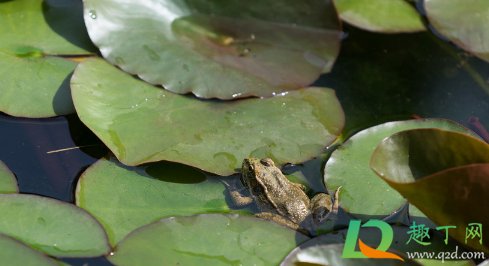睡莲根能全部没在水中吗(睡莲可以一直在水中吗?)