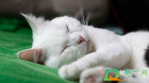 新来的小猫尿在床上怎么办(小猫尿床上怎么回事)