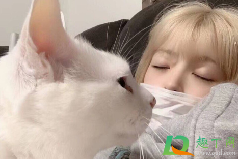 喜欢养猫的女人好追吗(喜欢猫的女人好追求吗)