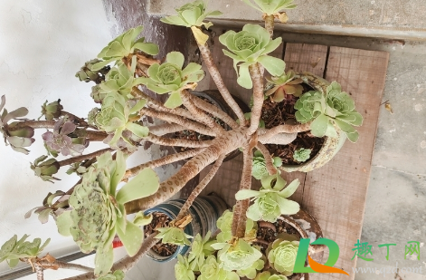 多肉发的小苗怎么浇水好(刚栽的小多肉怎么浇水)