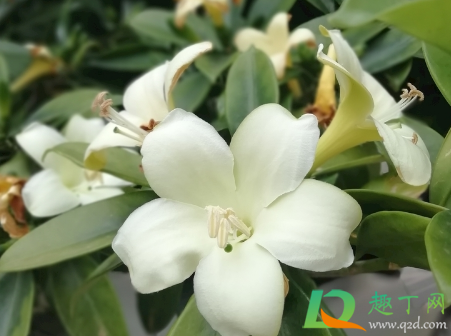 非洲茉莉常浇水好吗(非洲茉莉用什么水浇)