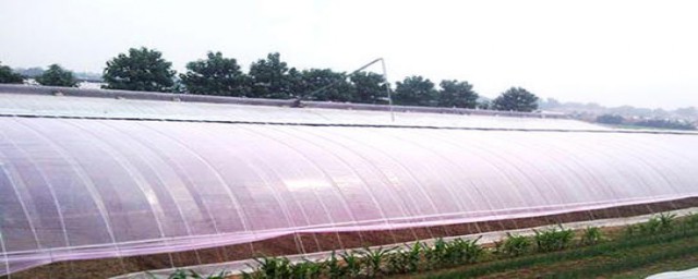 去大棚膜上的露水方法(大棚里有露水怎么回事)