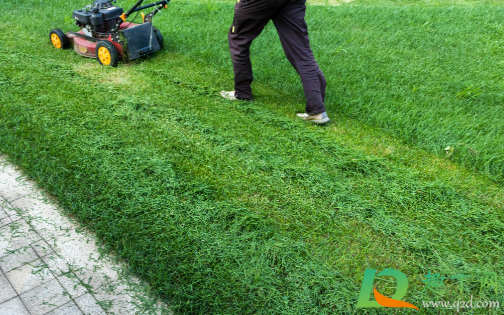 草坪的杂草用什么药水好(绿化草坪用什么除杂草药)