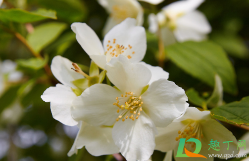 非洲茉莉晒太阳不(非洲茉莉阳光直晒可以吗?)