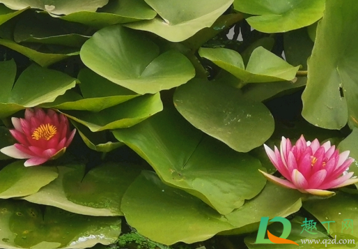 睡莲要不要斜剪(睡莲要修剪吗) 睡莲要不要斜剪(睡莲要修剪吗)