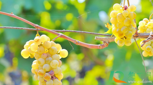葡萄果梗发黄是怎么回事(葡萄果发黄什么原因) 葡萄果梗发黄是怎么回事(葡萄果发黄什么原因)