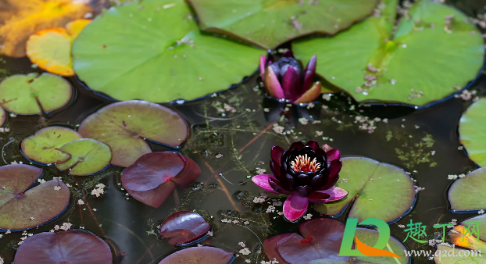 睡莲缸水发黑变臭是怎么回事(鱼缸睡莲叶子发黑腐烂)