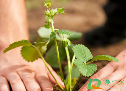 草莓苗是不是每年都要重新栽(草莓苗每年都种新的那)