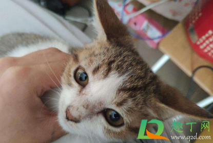 猫咪飞机耳是什么样子(猫咪飞机耳的样子)