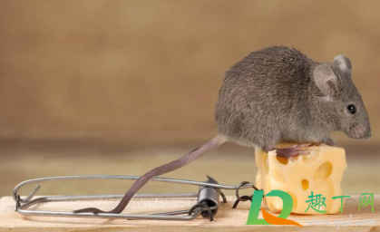 老鼠吃过的东西加热后吃了有没有事(无意中吃了老鼠吃过的东西加热)