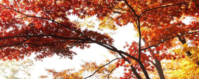 这些成语你听说过吗(什么听说什么成语)